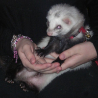 Titi dans les mains de sa maman !!! Tro bo