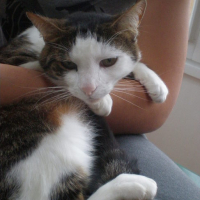 Photo #60379 de Kotek