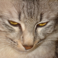 Photo #61057 de Tigri