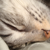 Photo #61129 de Tigri