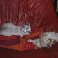 Photo #61141 de Bakara