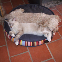 Photo #61153 de Bakara