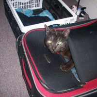 Photo #61333 de Snowflake aslan