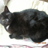 Photo #61801 de Rose