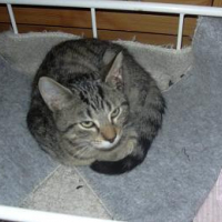 Photo #61861 de Onyx