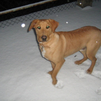Photo #61933 de Dougle