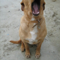 Photo #61963 de Dougle