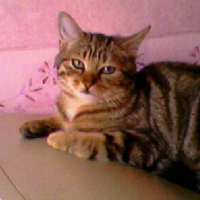Photo #62293 de Tigresse