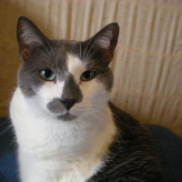 Photo #62323 de Sirop