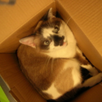 Photo #62371 de Calypso