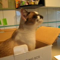 Photo #62377 de Calypso