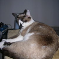 Photo #62383 de Calypso