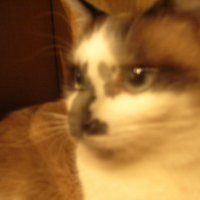 Photo #62389 de Calypso