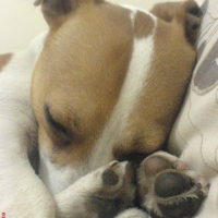 Photo #62401 de Tyson