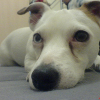 Photo #62407 de Kia