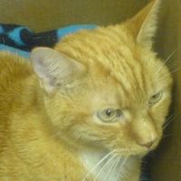 Photo #62419 de Tiger