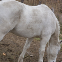Photo #62935 de Vaurien de psalmodi