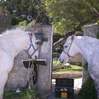 Photo #63133 de Vaurien de psalmodi