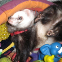 Photo #63361 de Crapule