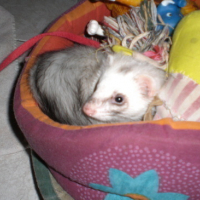 Photo #63367 de Crapule