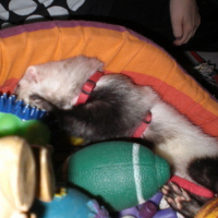 Photo #63373 de Crapule