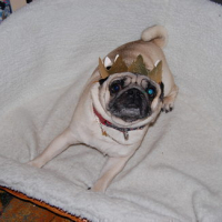 Photo #63403 de Sirius