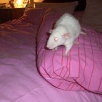 Photo #63943 de Ratounette