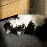 Photo #64297 de Crevette