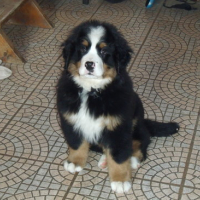 Photo #64441 de Taz