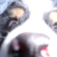 Photo #64447 de Taz