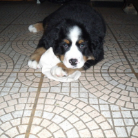 Photo #64465 de Taz