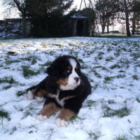 Photo #64471 de Taz