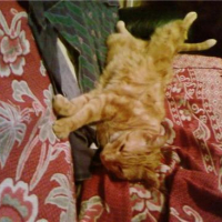 Photo #64621 de Rouky