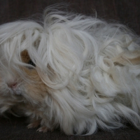 Photo #64699 de Sakyû