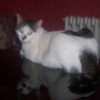 Photo #64789 de Cookie