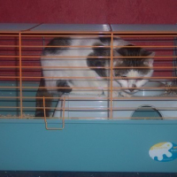 Photo #64801 de Cookie