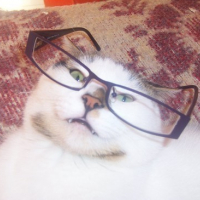 Photo #64807 de Cookie