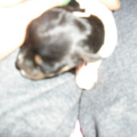 Photo #65119 de Peanut