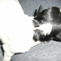 Photo #65125 de Peanut