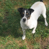 Photo #65155 de Chewie