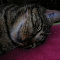Photo #65623 de Vanille