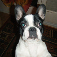 Photo #65641 de Duke
