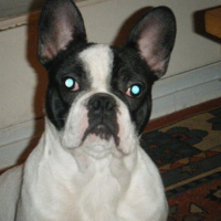 Photo #65647 de Duke