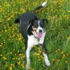 Bella_panting_in_the_buttercups