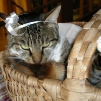 Photo #66049 de Aramis