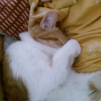 Photo #66373 de Fripouille