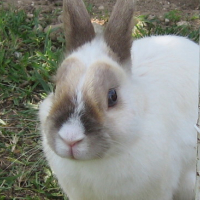 Photo #66595 de Bunny