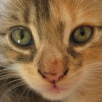 Photo #66973 de Tigrounette