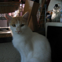 Photo #67039 de Manson