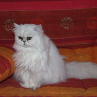Photo #67153 de Natacha